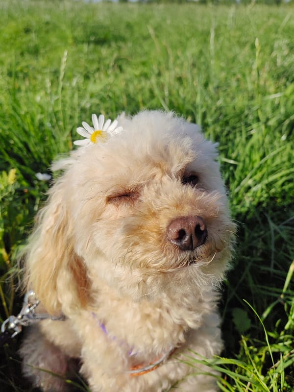 Poodle with a daisy, hanging out in a Saint Petersburg field