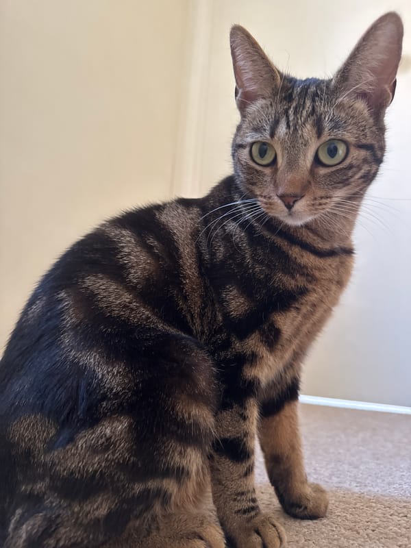 Domestic cats observed in Desborough homes during morning hours