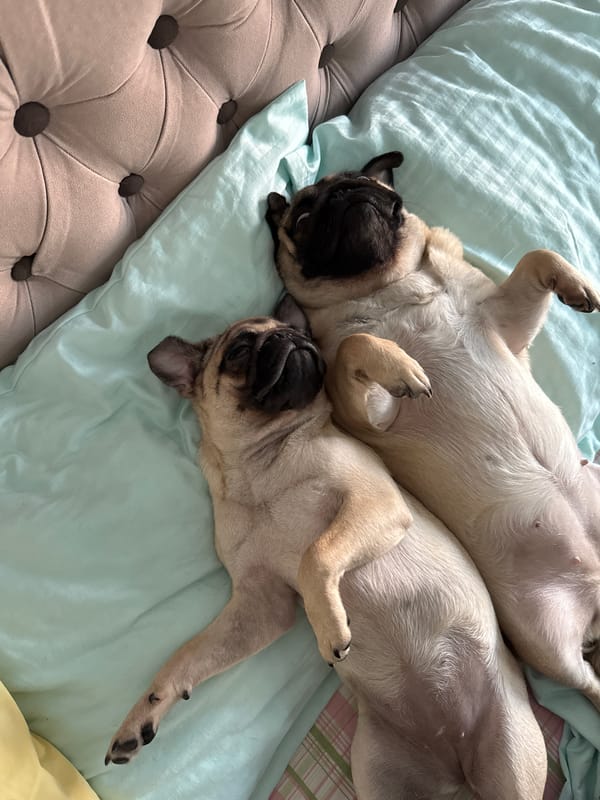 Pugs doing their best impression of being completely unbothered