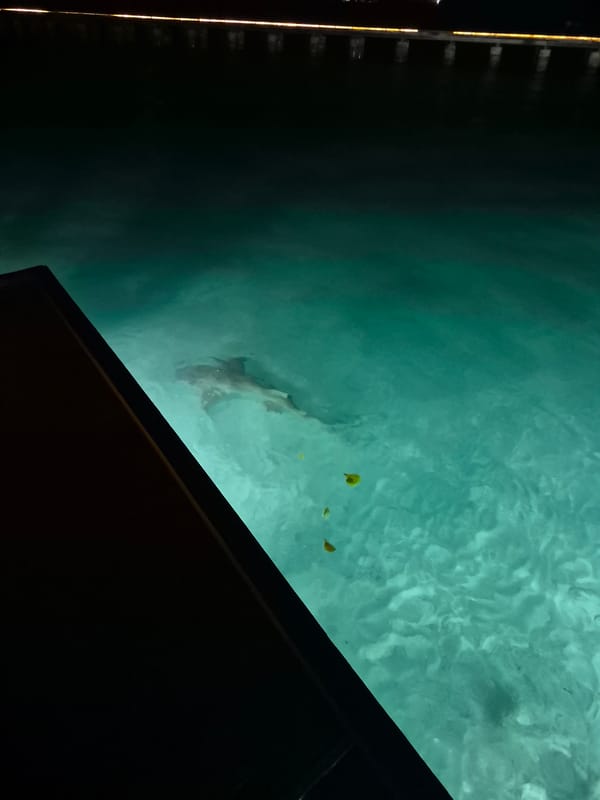 Shark spotted in clear waters near Bodufolhudhoo, Maldives