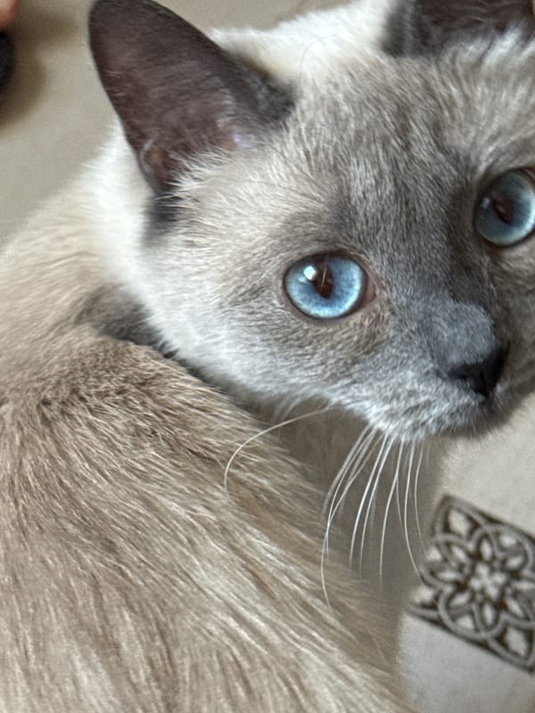 Cats, close-up eyes, and breakfast on a quiet Slonim morning
