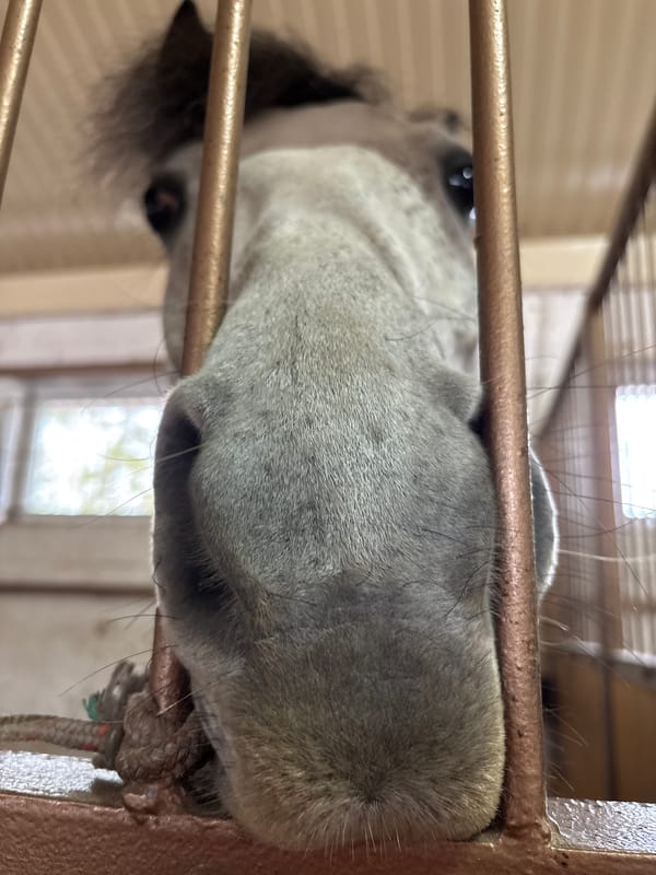Woman visits horse facility in rural Russia for recreation
