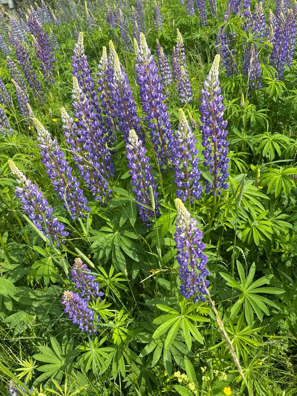 Morning wildflower walk through rural Kurgan countryside
