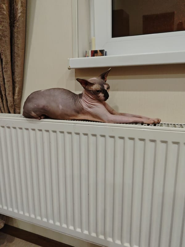 Sphynx cat rests on radiator by window in Gelendzhik