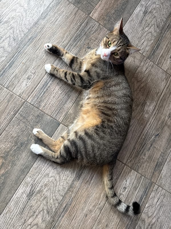 Domestic cats photographed at rest indoors in Varna, Bulgaria