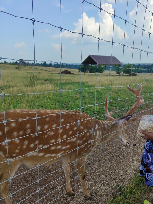 Feeding deer and goats at a petting zoo