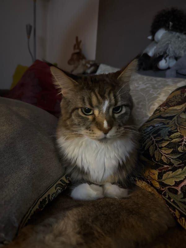 Cats at rest and flowers at home in Zelenograd