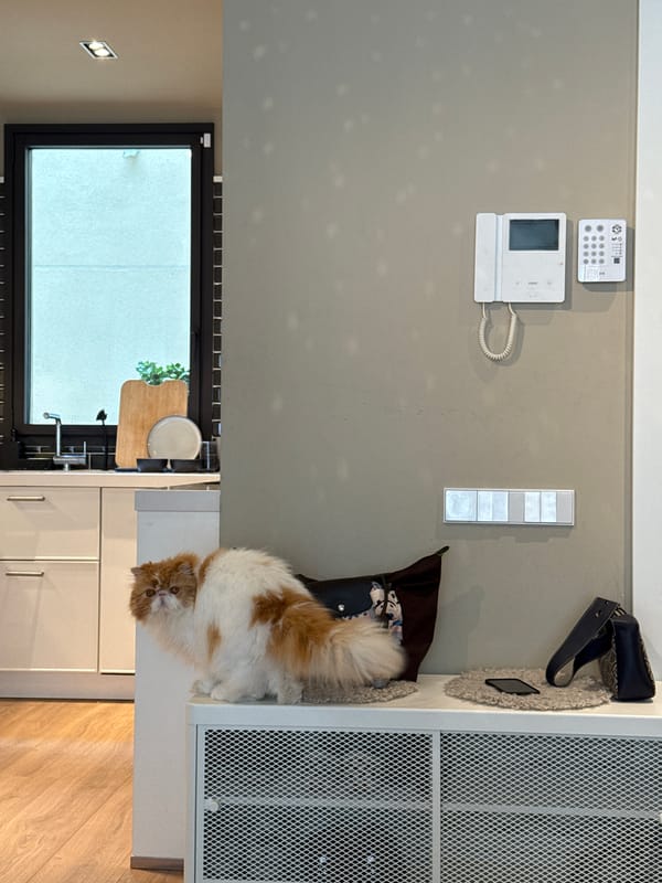 Sunday morning moments captured across Barcelona apartments