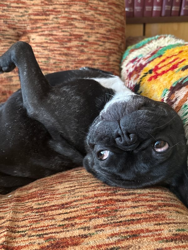 French Bulldog rests on patterned sofa in Troyan, Bulgaria