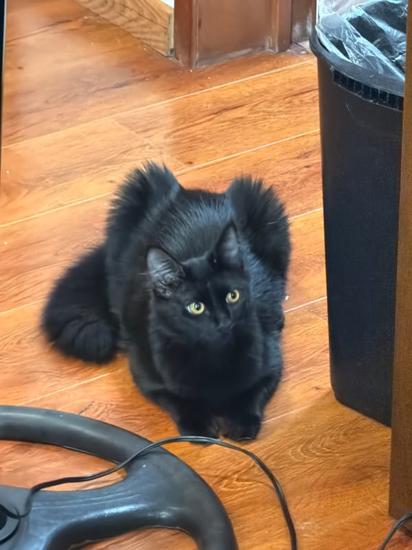 Black cat photographed on wooden floor in Cholula, Mexico