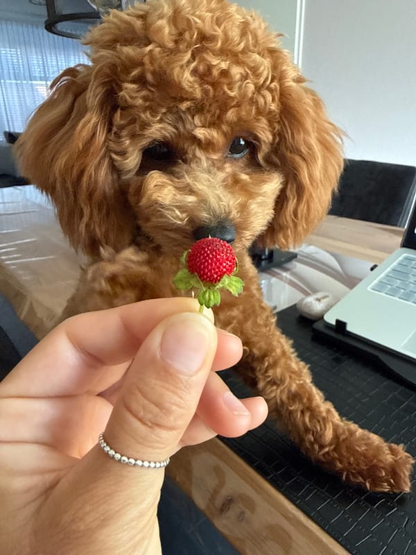 Toy poodle investigates strawberries and treats at home in Marum