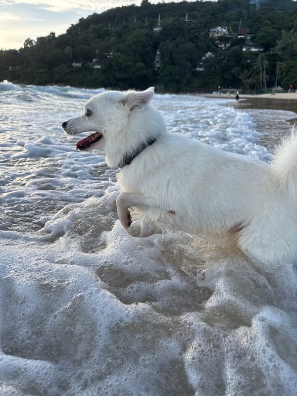 Dogs and golden hour at Karon Beach