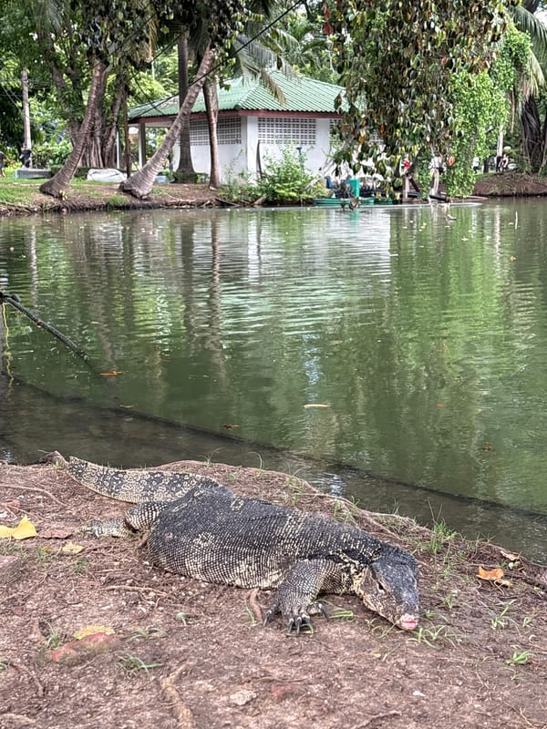 Monitor lizard spotted on Bangkok canal bank