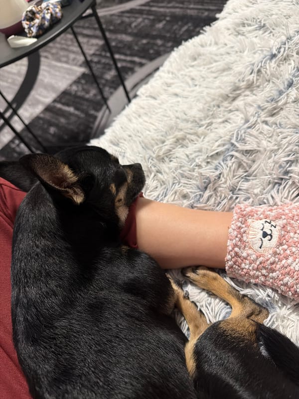 Dog rests on person's arm indoors in Bulgaria