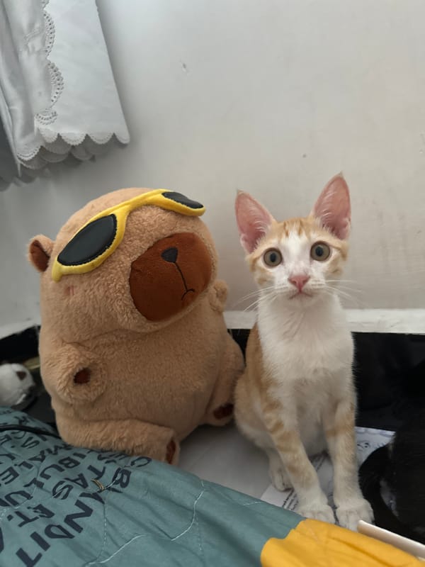 Kittens and a sunglasses-wearing teddy bear in Mũi Né