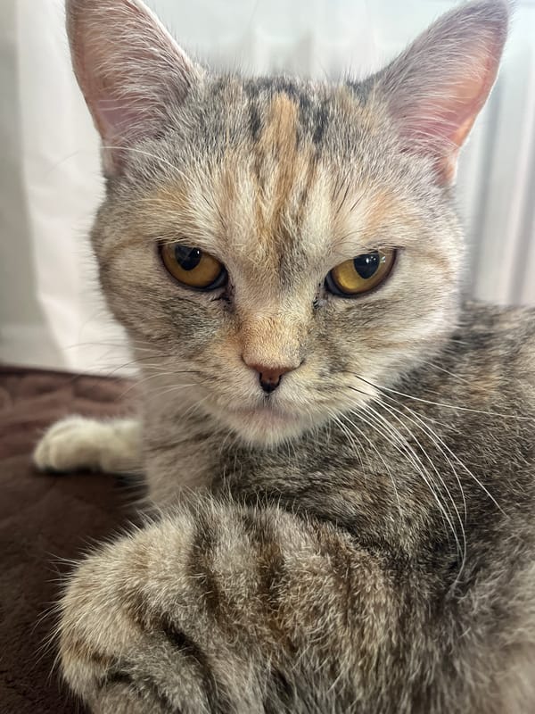 Two cats spotted by witness in close succession