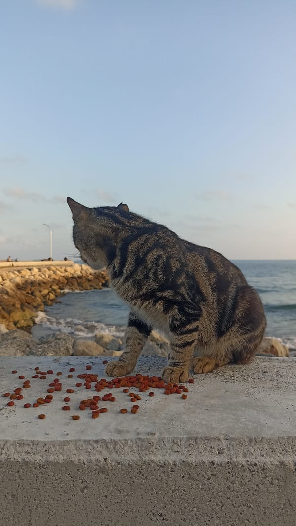Sunset on the Yenişehir seafront, cats and all