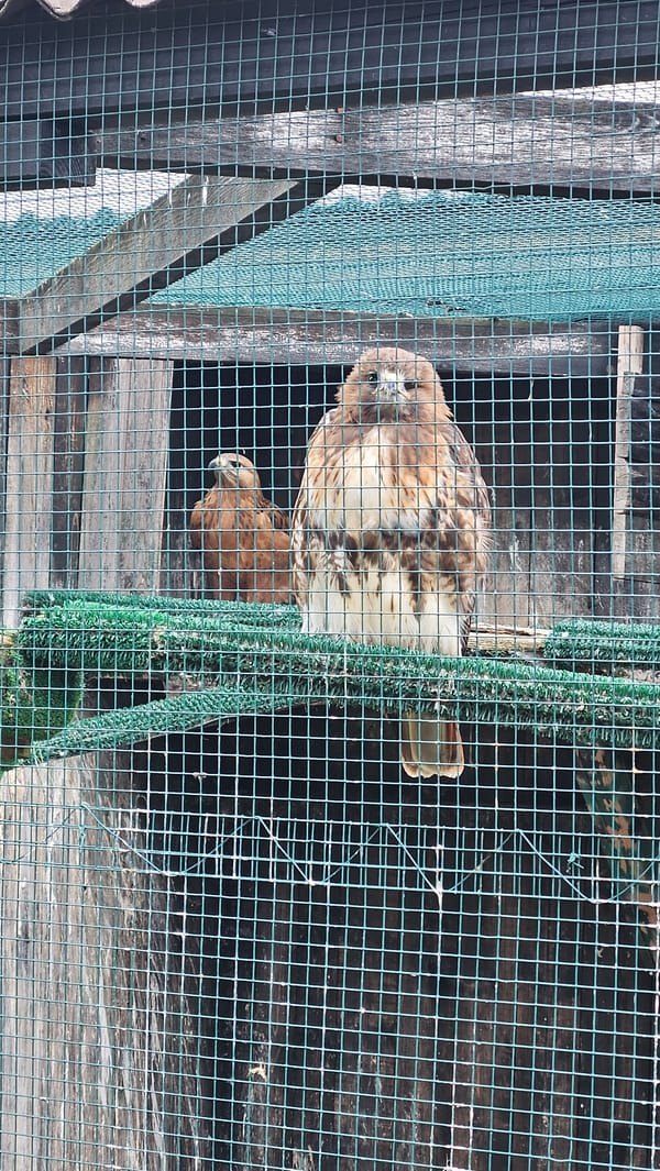 Zoo visitors observe birds at Stara Zagora facility