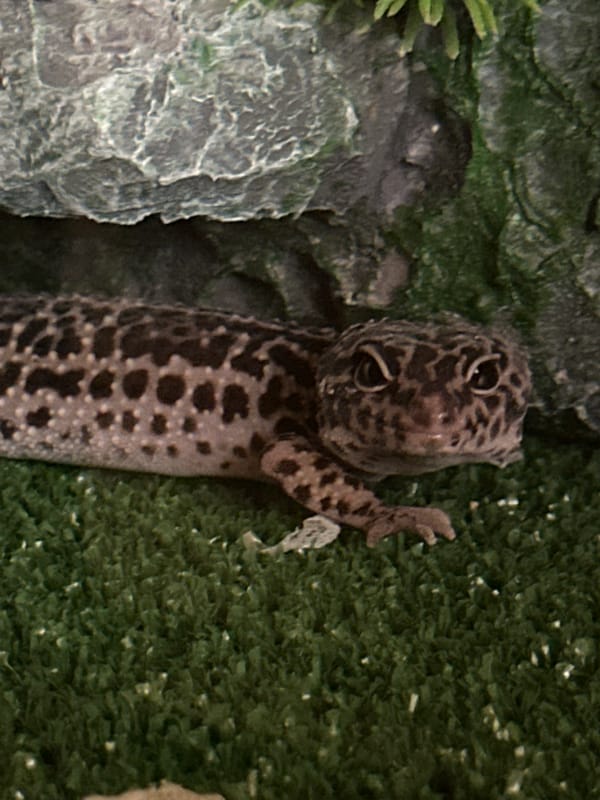 Moscow residents document pet gecko and portrait moments