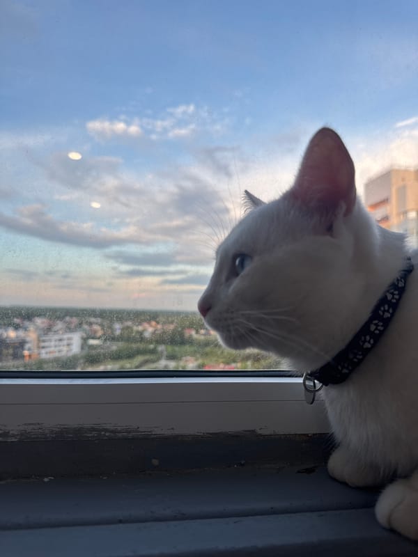 Birthday celebration with family and cat documented in Kazan