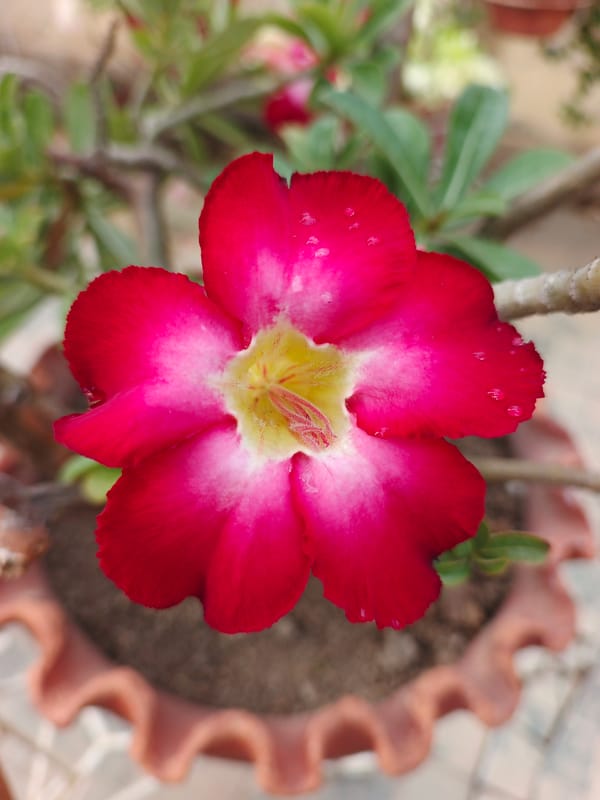 Daily life scenes captured in Tinaquillo, Venezuela marketplace district