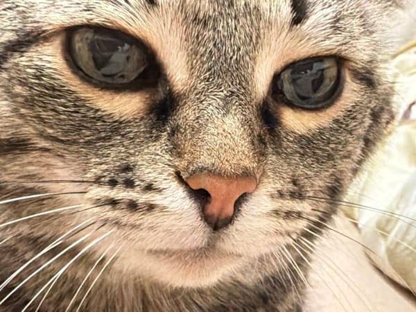 Tabby cat photographed resting on furniture in Izhevsk