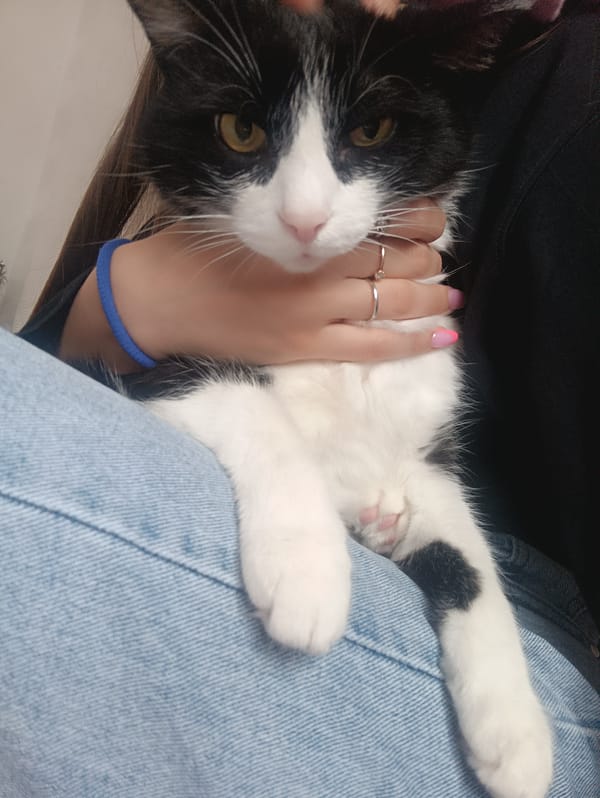 Tuxedo cat documented in multiple photos in Chaikovsky, Russia