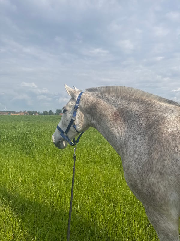 Gray horse grazes in Belgian countryside fields