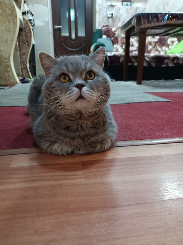 Grey British Shorthair doing cat things on a living room floor
