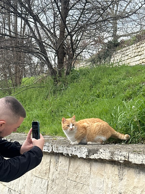 Cats and dogs spotted lounging around Varna, Bulgaria beaches