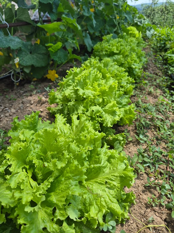 A Bulgarian garden in full summer swing — vegetables and flowers