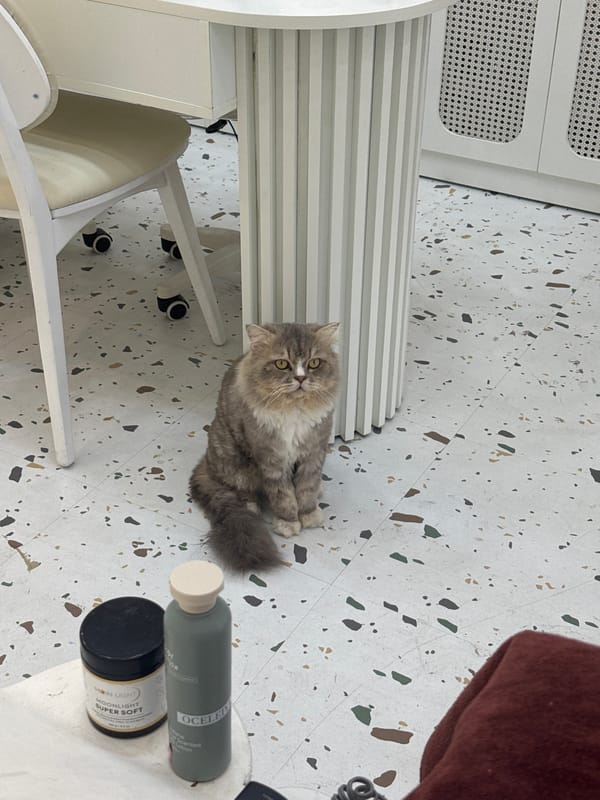 Grey cat resting on a speckled floor in Nha Trang