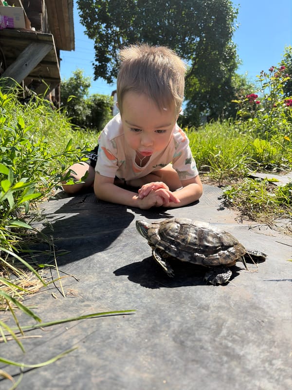 Summer morning in Olkhovka: a turtle, wild chicory, and outdoor play