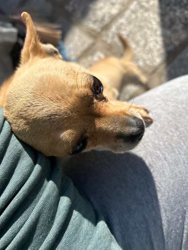 Small dog rests on lap in Koprivshtitsa, Bulgaria