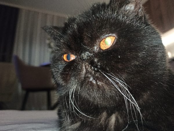 Russian resident documents cats, aquarium, winter scenes during late-night hours