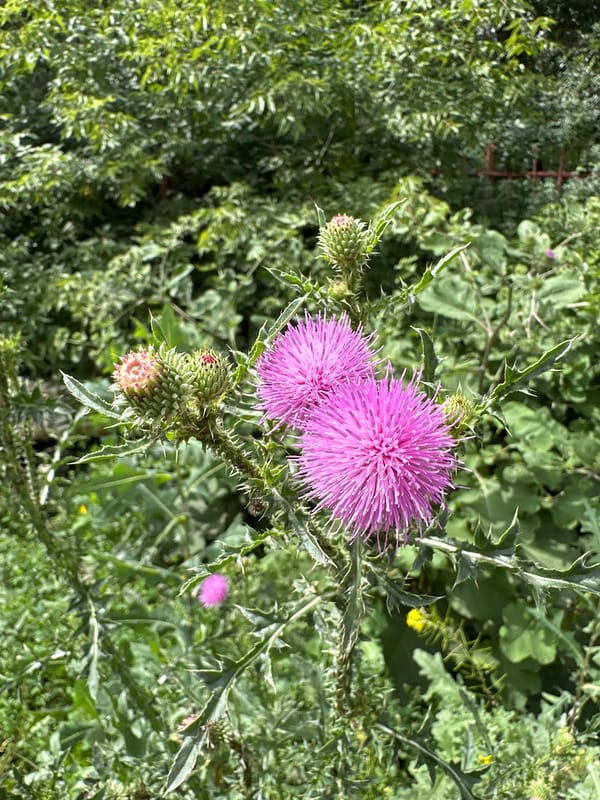Summer wildflowers and everyday street scenes in Orsk, Russia