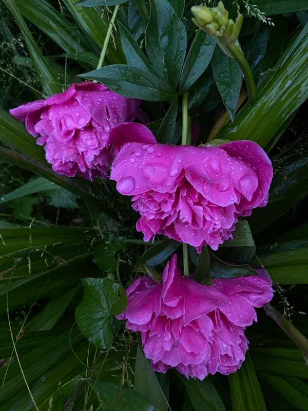 Garden flower photography session after watering