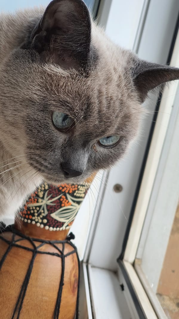 Siamese cat roams a Krasnoyarsk apartment, windowsill to floor