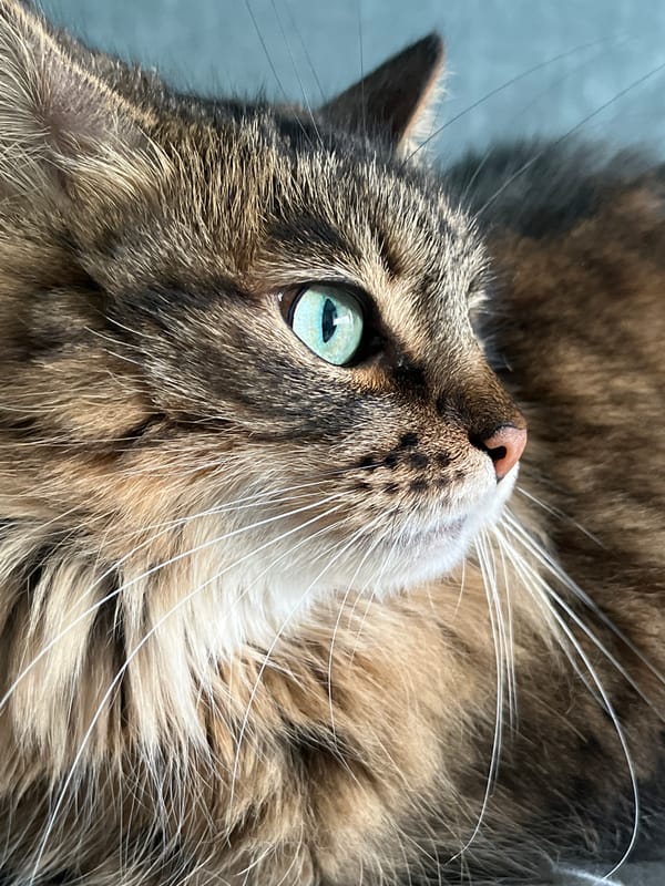 Brown tabby cat photographed up close from multiple angles indoors