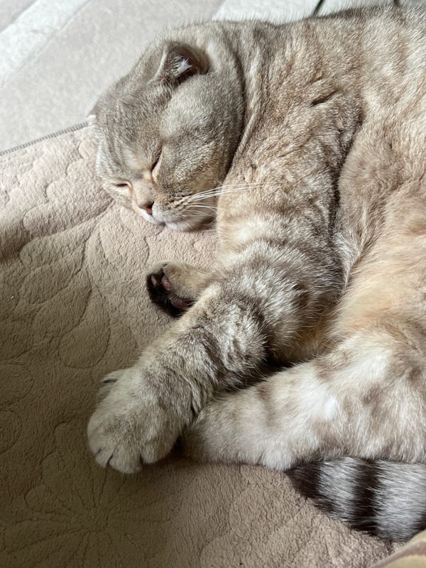 Woman documents morning moments with tabby cat in Chaikovsky