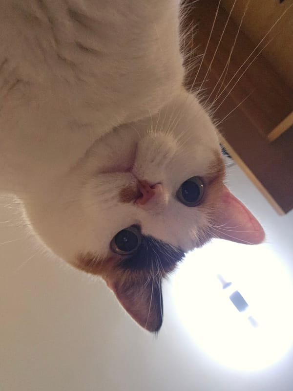 Calico cat photographed looking down at camera in Varna