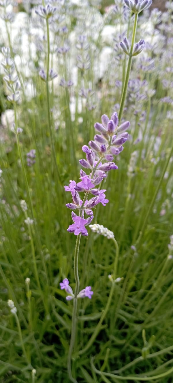 Garden photography session documents blooming flowers in Radisne Ukraine