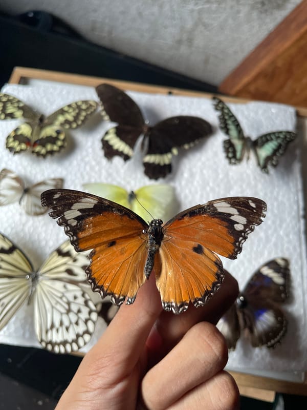Butterfly and mineral specimen documentation session in Davao City