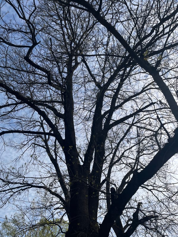 Observer captures early spring trees budding against cloudy sky