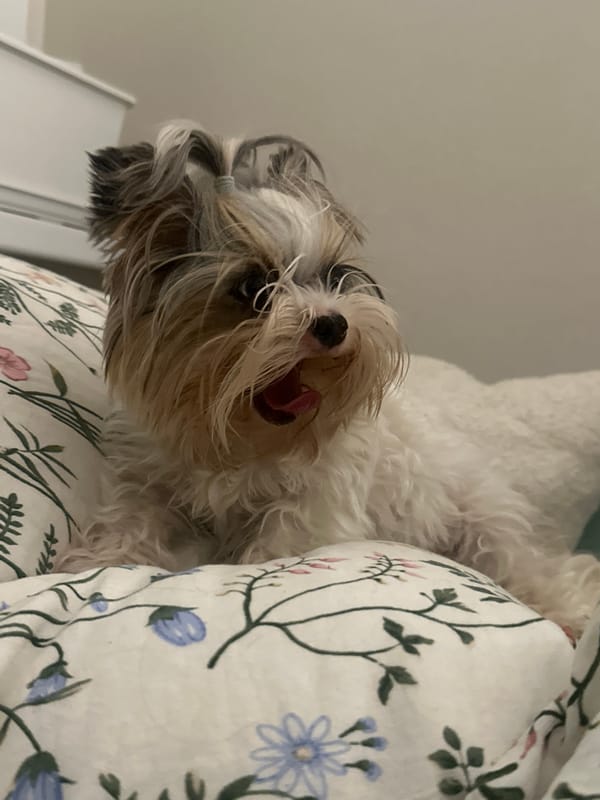 Small fluffy dog plays and rests indoors in Moscow