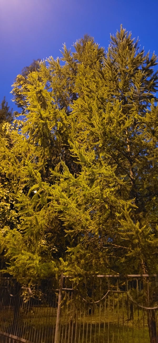 Evening tree observation recorded in urban park setting