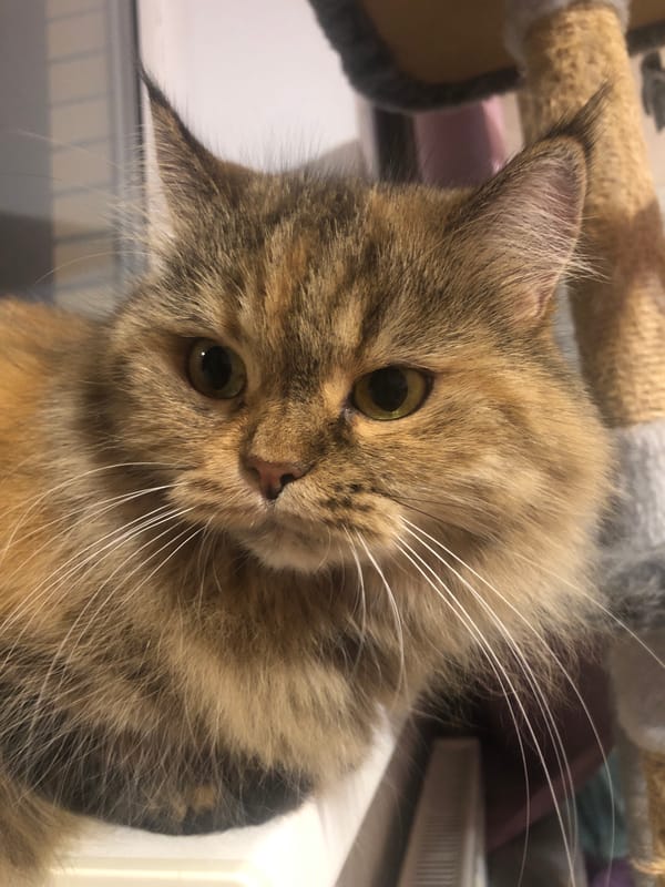 Close-up portrait series of a long-haired tabby cat