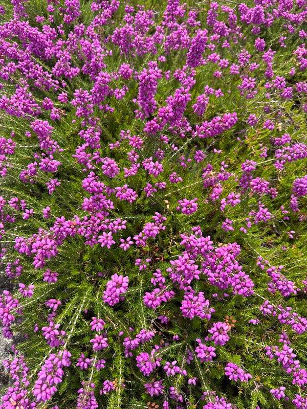 Pink roses and heather in full bloom, Beaverton garden