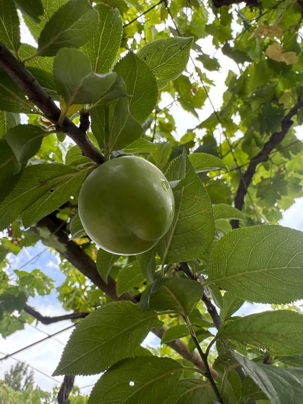 Backyard fruit, garden ornaments, and toys in coastal Azerbaijan