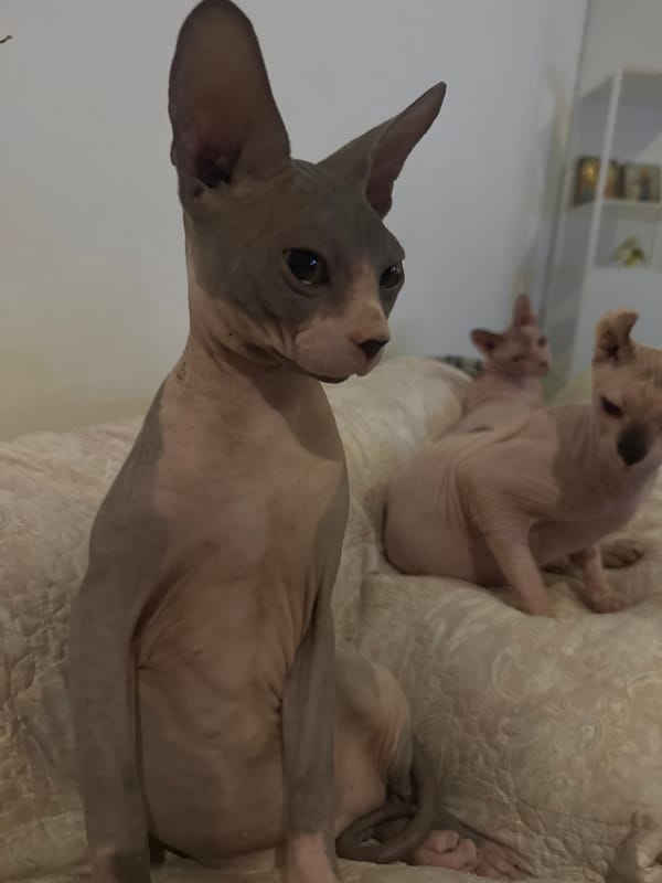 Sphynx cats at home, night rides, and street fruit stalls